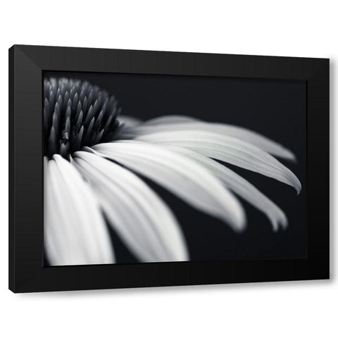 Coneflower Black Modern Wood Framed Art Print by Frank, Assaf
