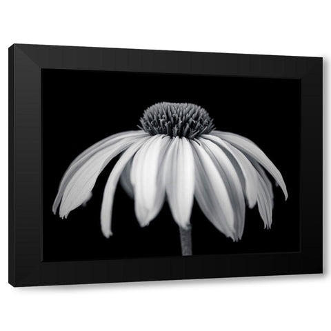 Coneflower Black Modern Wood Framed Art Print by Frank, Assaf
