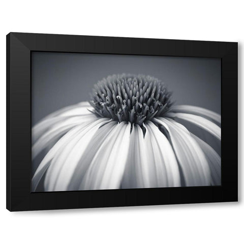 Coneflower Black Modern Wood Framed Art Print by Frank, Assaf