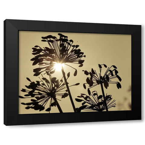African Lily (Agapanthus) seed pods, silhouette at dusk Black Modern Wood Framed Art Print with Double Matting by Frank, Assaf