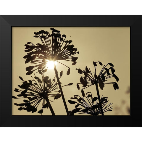 African Lily (Agapanthus) seed pods, silhouette at dusk Black Modern Wood Framed Art Print by Frank, Assaf