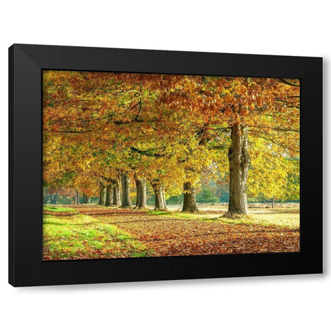 Row of trees in autumn Black Modern Wood Framed Art Print with Double Matting by Frank, Assaf