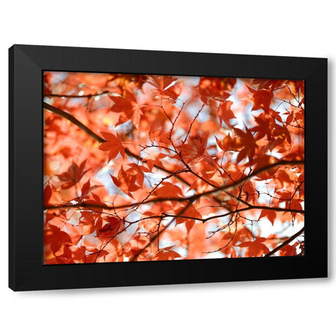 Autumn coloured leaves, backlit Black Modern Wood Framed Art Print with Double Matting by Frank, Assaf