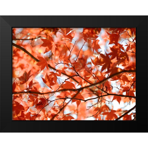 Autumn coloured leaves, backlit Black Modern Wood Framed Art Print by Frank, Assaf