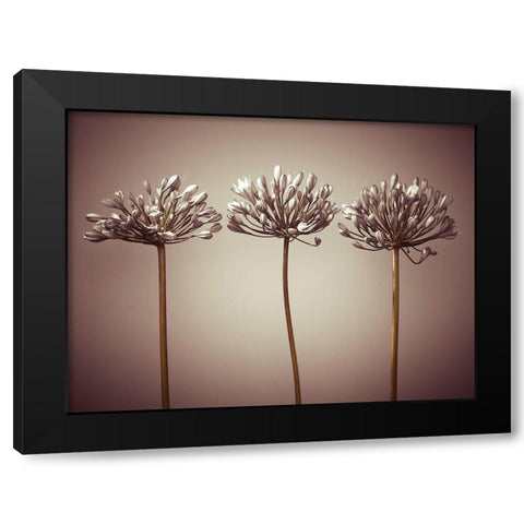 Three African Lilies Black Modern Wood Framed Art Print by Frank, Assaf