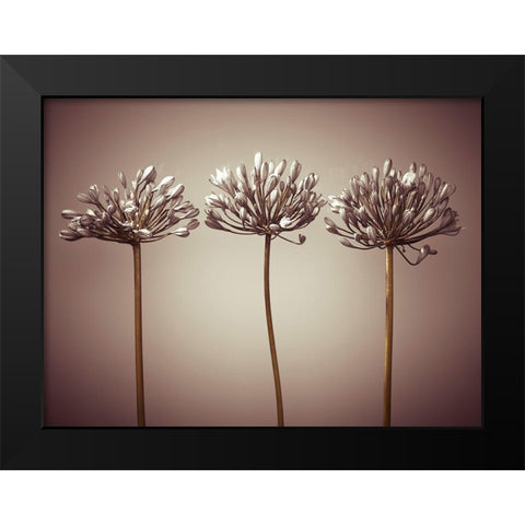 Three African Lilies Black Modern Wood Framed Art Print by Frank, Assaf