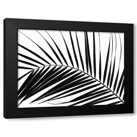 Palm tree leaf on white background Black Modern Wood Framed Art Print by Frank, Assaf