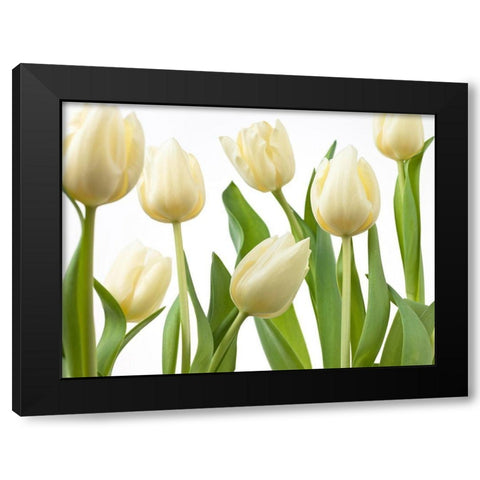Tulip flowers Black Modern Wood Framed Art Print by Frank, Assaf