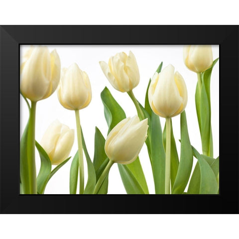 Tulip flowers Black Modern Wood Framed Art Print by Frank, Assaf