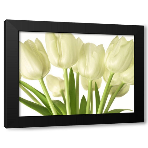 Bunch of Tulips Black Modern Wood Framed Art Print by Frank, Assaf