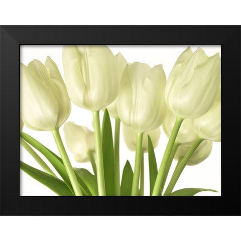 Bunch of Tulips Black Modern Wood Framed Art Print by Frank, Assaf