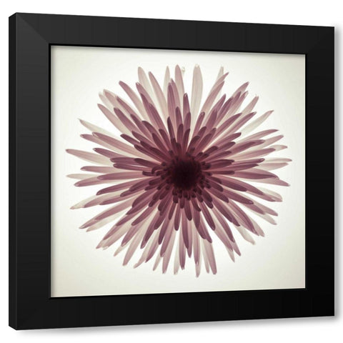 Chrysanthemums flower backlit Black Modern Wood Framed Art Print with Double Matting by Frank, Assaf