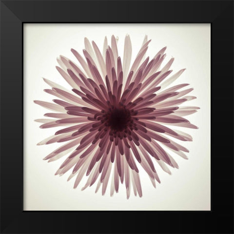Chrysanthemums flower backlit Black Modern Wood Framed Art Print by Frank, Assaf