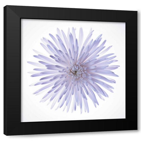 Chrysanthemums flower backlit Black Modern Wood Framed Art Print by Frank, Assaf