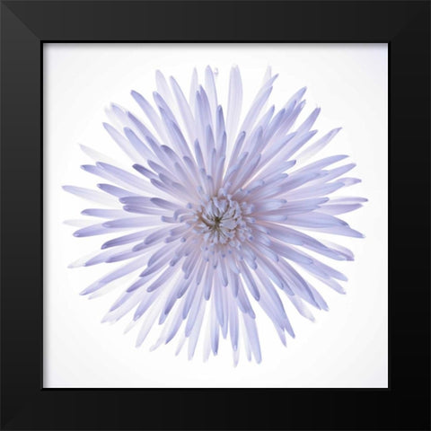 Chrysanthemums flower backlit Black Modern Wood Framed Art Print by Frank, Assaf