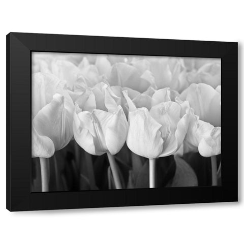 Bunch of Tulips Black Modern Wood Framed Art Print by Frank, Assaf