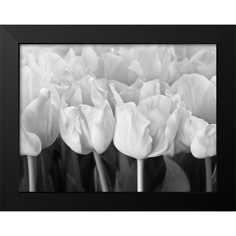 Bunch of Tulips Black Modern Wood Framed Art Print by Frank, Assaf