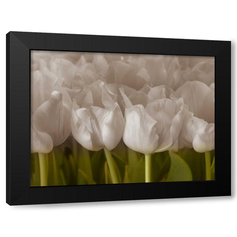 Bunch of Tulips close-up Black Modern Wood Framed Art Print by Frank, Assaf