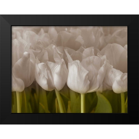Bunch of Tulips close-up Black Modern Wood Framed Art Print by Frank, Assaf