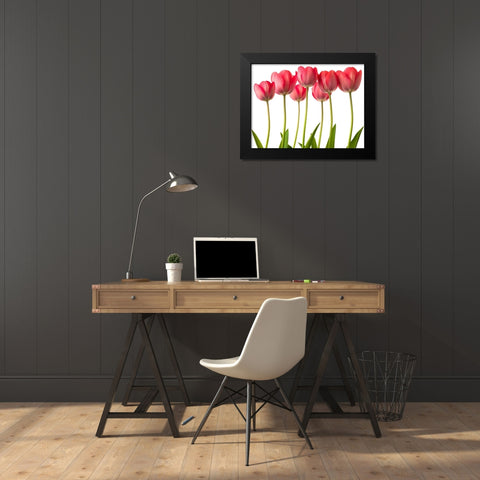 Growing Tulips Black Modern Wood Framed Art Print by Frank, Assaf