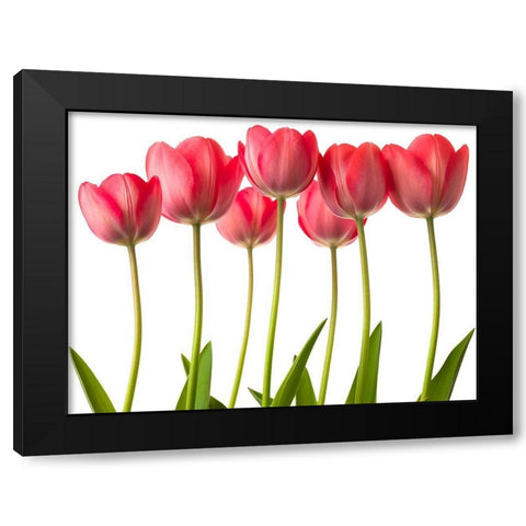 Growing Tulips Black Modern Wood Framed Art Print by Frank, Assaf