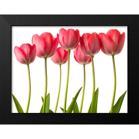 Growing Tulips Black Modern Wood Framed Art Print by Frank, Assaf