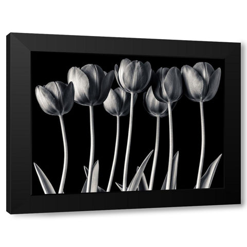 Growing Tulips, FTBR-1817 Black Modern Wood Framed Art Print by Frank, Assaf