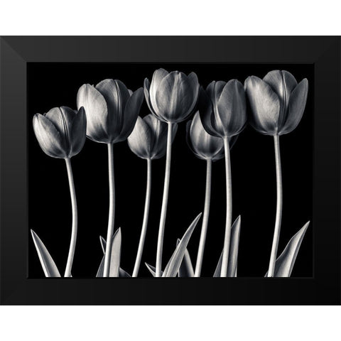 Growing Tulips, FTBR-1817 Black Modern Wood Framed Art Print by Frank, Assaf