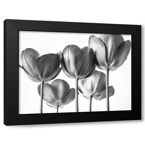 Red Tulips Black Modern Wood Framed Art Print by Frank, Assaf
