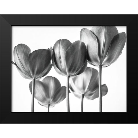 Red Tulips Black Modern Wood Framed Art Print by Frank, Assaf
