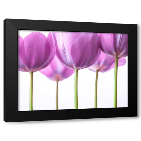 Purple Tulips Black Modern Wood Framed Art Print by Frank, Assaf