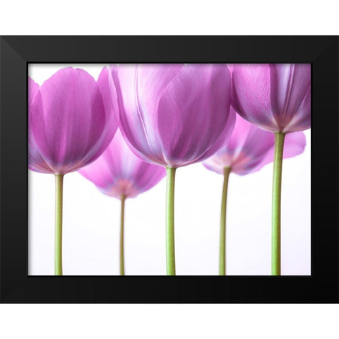 Purple Tulips Black Modern Wood Framed Art Print by Frank, Assaf