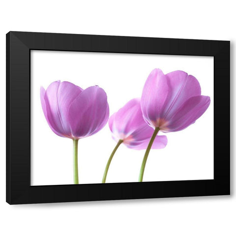 Purple Tulips Black Modern Wood Framed Art Print by Frank, Assaf