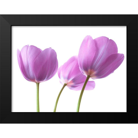 Purple Tulips Black Modern Wood Framed Art Print by Frank, Assaf