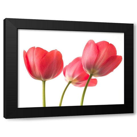 Red Tulips Black Modern Wood Framed Art Print by Frank, Assaf