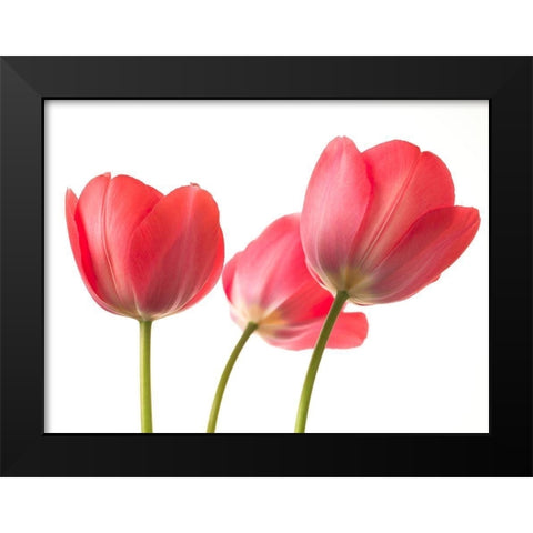 Red Tulips Black Modern Wood Framed Art Print by Frank, Assaf