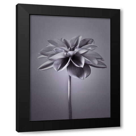 Dahlia Flower Black Modern Wood Framed Art Print by Frank, Assaf