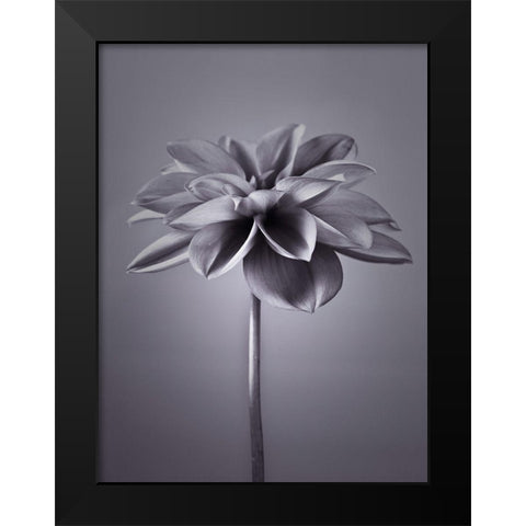 Dahlia Flower Black Modern Wood Framed Art Print by Frank, Assaf