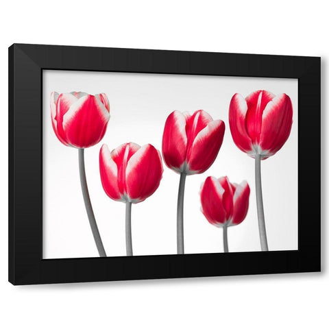 Fresh and beautiful Tulips on white background, FTBR-1818 Black Modern Wood Framed Art Print by Frank, Assaf
