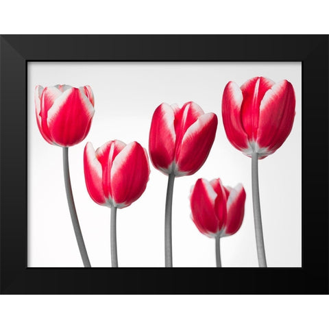 Fresh and beautiful Tulips on white background, FTBR-1818 Black Modern Wood Framed Art Print by Frank, Assaf