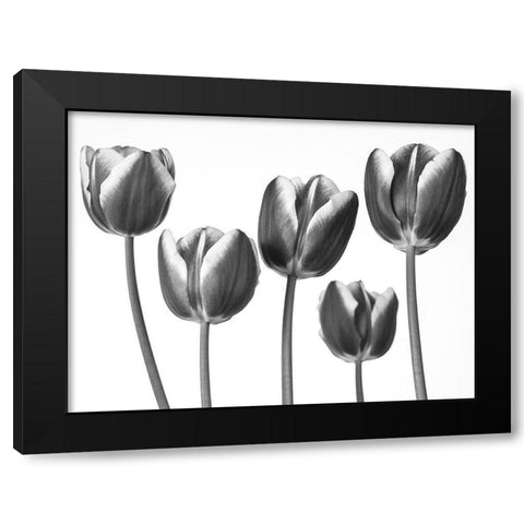 Tulips on white background Black Modern Wood Framed Art Print by Frank, Assaf