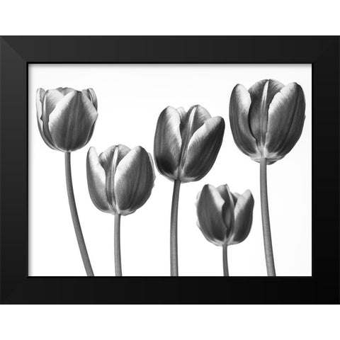 Tulips on white background Black Modern Wood Framed Art Print by Frank, Assaf