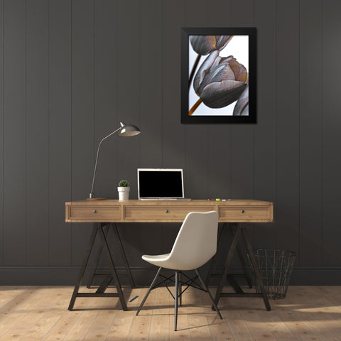 Tulip flowers on white background Black Modern Wood Framed Art Print by Frank, Assaf