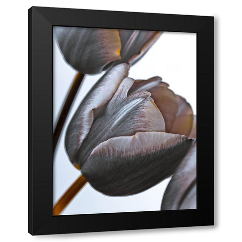 Tulip flowers on white background Black Modern Wood Framed Art Print by Frank, Assaf