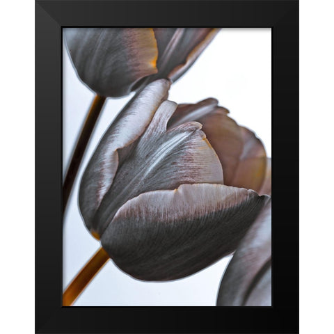 Tulip flowers on white background Black Modern Wood Framed Art Print by Frank, Assaf