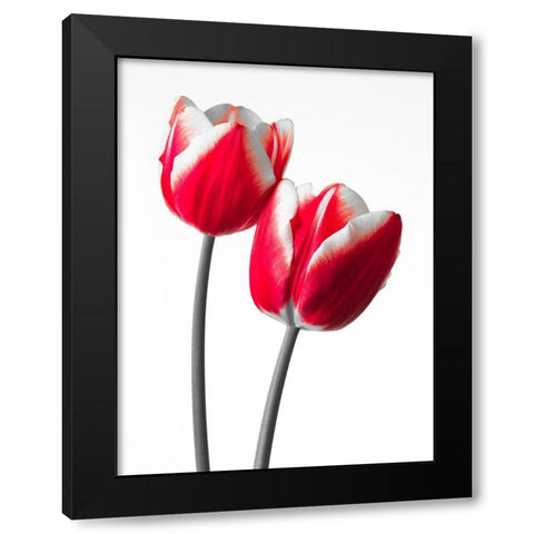 Fresh and beautiful Tulips on white background, FTBR-1819 Black Modern Wood Framed Art Print by Frank, Assaf