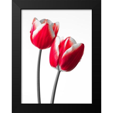Fresh and beautiful Tulips on white background, FTBR-1819 Black Modern Wood Framed Art Print by Frank, Assaf