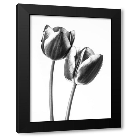 Tulips on white background, FTBR-1791 Black Modern Wood Framed Art Print by Frank, Assaf