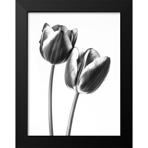 Tulips on white background, FTBR-1791 Black Modern Wood Framed Art Print by Frank, Assaf