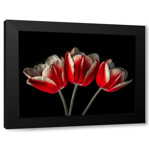 Tulip flowers on black background Black Modern Wood Framed Art Print by Frank, Assaf
